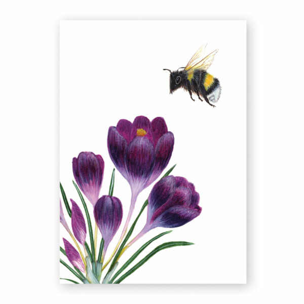 handgemalter violetter Krokus (mehrere Blüten) mit einer fliegenden Erdhummel